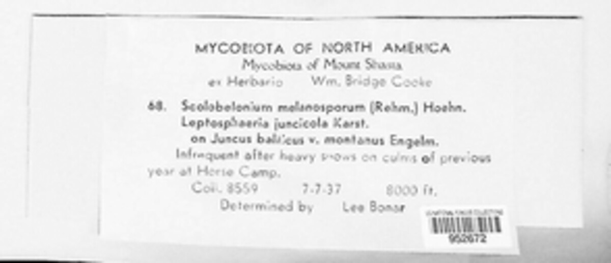 Crocicreas melanosporum image